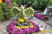 11月来南昌赏菊闻香逛园